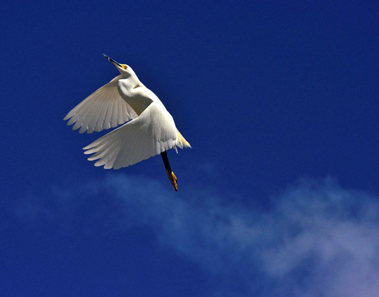 'Aerial Ballet'